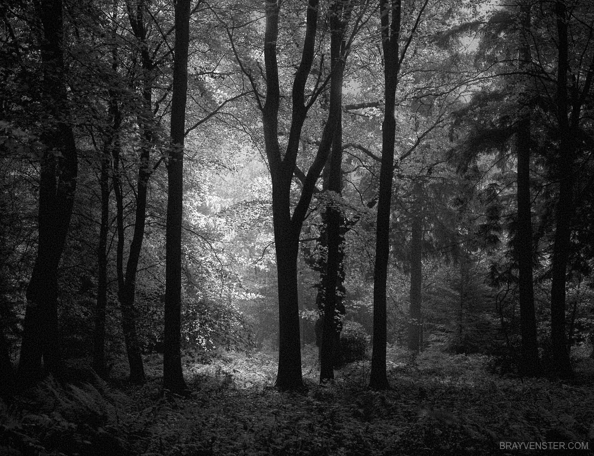 Infrared Woods Photography Back Cover Background