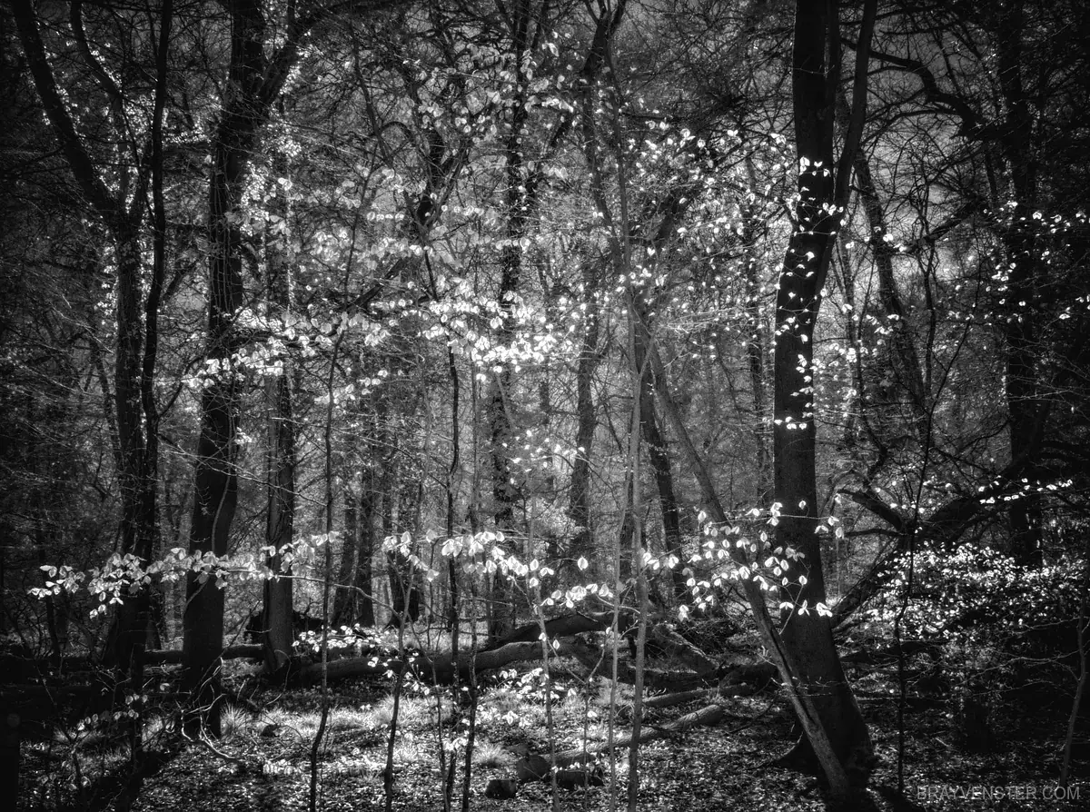 Infrared Woods Photography Book Cover
